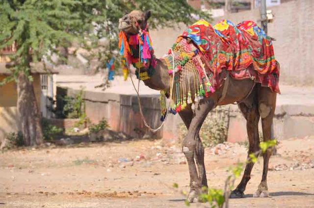 Rajasthan Village Tour